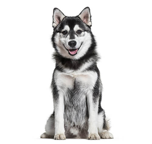 Purina husky hot sale